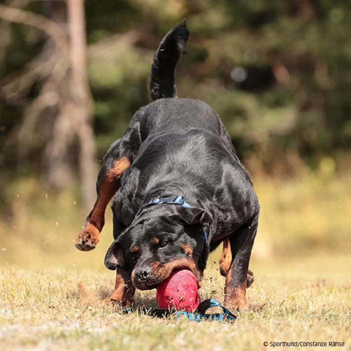 Pallina Sporthund Bomba